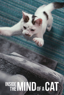 ดูหนัง Inside the Mind of a Cat (2022) คิดแบบแมวๆ พากย์ไทย เต็มเรื่อง | ดูหนังออนไลน์2022